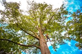 Professional Tree Removal in Felton, CA