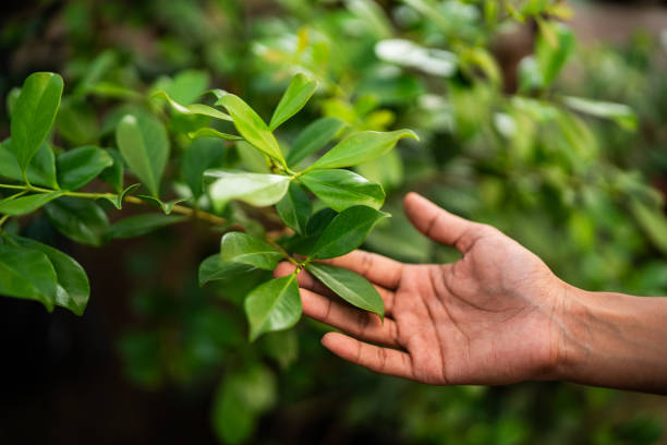 Best Tree Trimming and Pruning  in Felton, CA